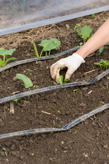 Cleaning weed in greenhouse with hands