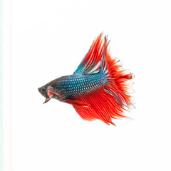 Fototapeta premium thai fighting fish . Beautiful color