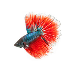 thai fighting fish . Beautiful color