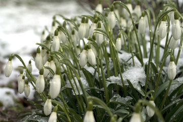 Obraz premium Schneegloeckchen; Galanthus nivalis