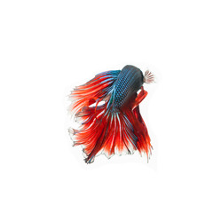 thai fighting fish . Beautiful color