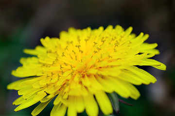 Dandelion Close up