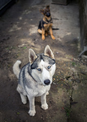 Husky Dog and young shepherd