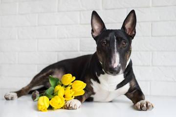 english bull terrier