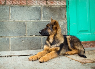 Young Shepherd puppy