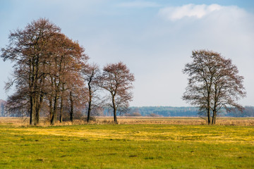 Obraz premium Łąki nad Narwią