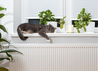 Obraz premium cat on radiator 