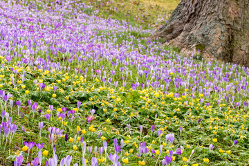 Frühling lässt grüßen