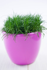Grass in a pink flowerpot on a table