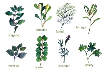 Foto auf Acrylglas Aromatisch herbs, spices, watercolor