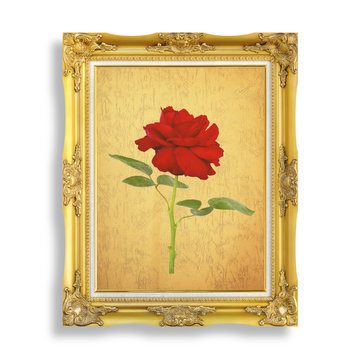 red rose on golden frame with empty grunge paper for your pictur