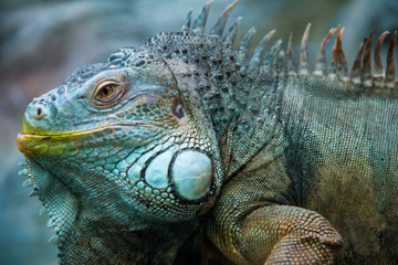 adult big iguana