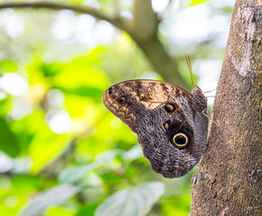 Exotischer, grosser Schmetterling 