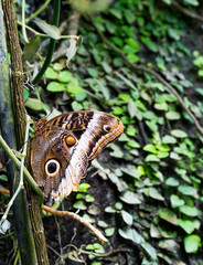 Exotischer, grosser Schmetterling 
