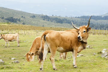 cachena cow,  native of  Galician,  in green mountains  of Cape Ortegal, Galicia, Spain