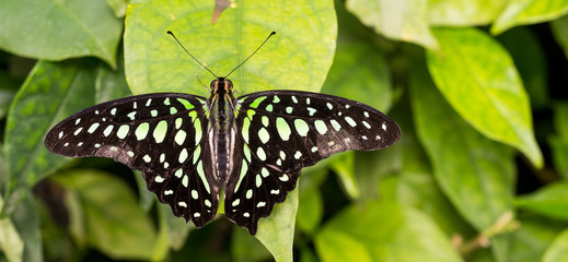 Exotischer, grosser Schmetterling  © UrbanExplorer