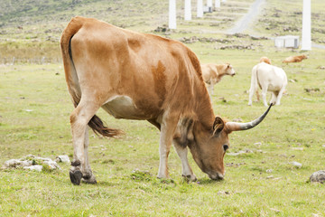 cachena cow,  native of  Galician,  in green mountains  of Cape Ortegal, Galicia, Spain