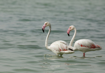 Greater Flamingos