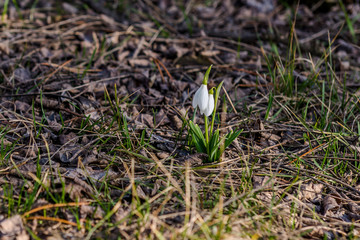 Snowdrops in the woods in the spring. Ukraine.
