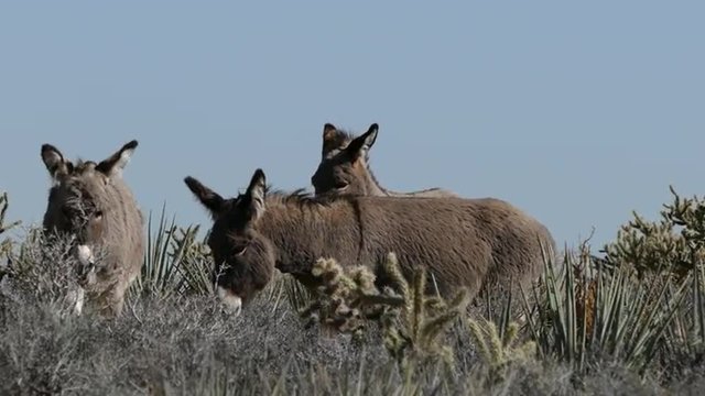 Wild Mojave Desert Burros in Southern Nevada with zoom.