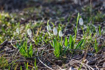 Snowdrops in the woods in the spring. Ukraine.
