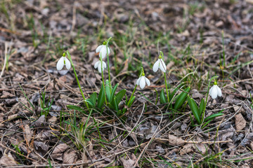 Snowdrops in the woods in the spring. Ukraine.
