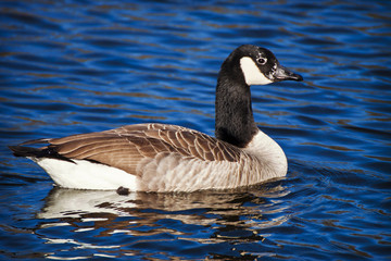 ruddy duck on blue lake waters