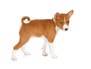 Basenji puppy