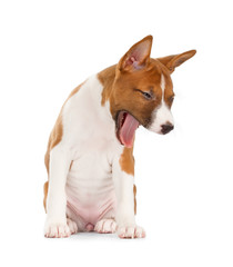 Basenji puppy yawning.