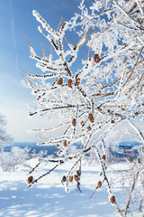 Winter tree branch with cones