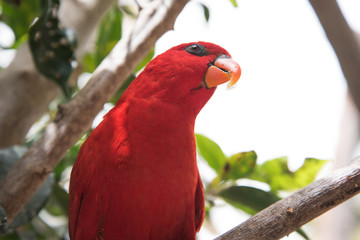 Red parrot.