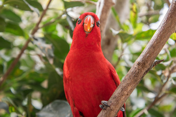 Red parrot.