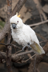 White parrot.