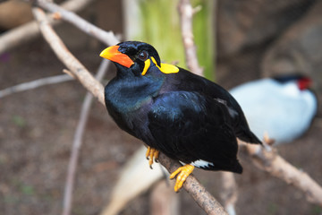 Java hill mynah.