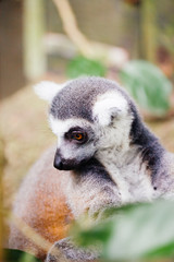 Ring-tailed lemur (Lemur catta)