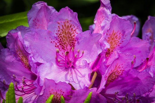 Rhododendron Blüte - Secret Garden © MACLEG