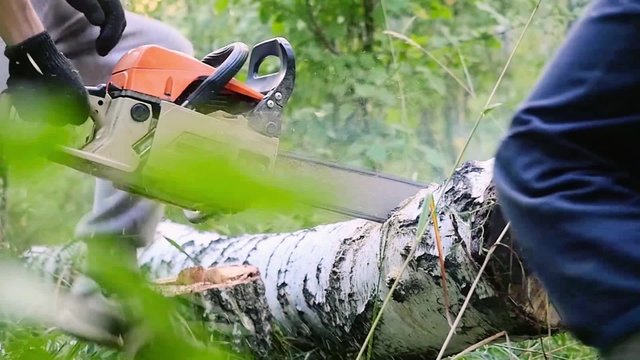 Man cuts away fresh birch in the forest, using electric chainsaws in slowmotion. 1920x1080. hd