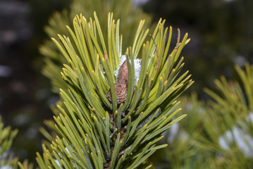 сосна дерево макро © valteru