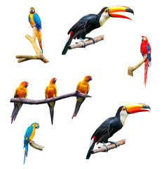 Naklejka premium Set of isolated tropical parrots on a white background
