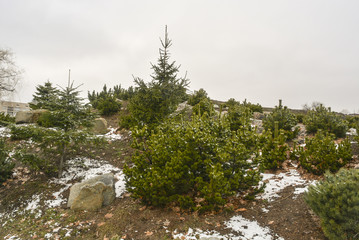 деревья сосны в парке © valteru