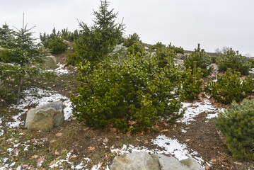 деревья сосны в парке © valteru