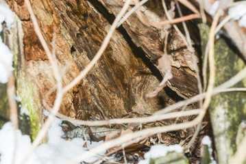 засохшее дерево в парке