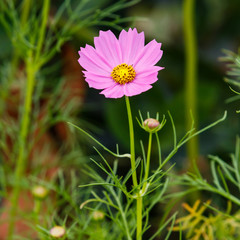 Fototapeta premium Cosmos flower