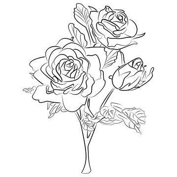 Vector Sketch black and white rose