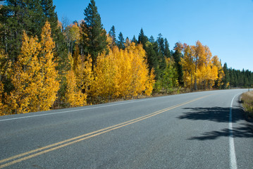 Aspen in Fall, Grand Tetons National Park, Wyoming, USA