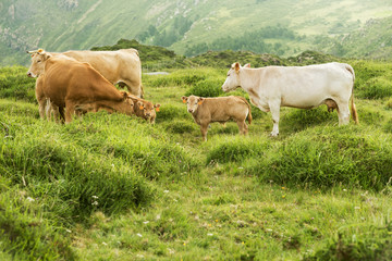 cows and calves grazing in the green mountains of Cape Ortegal, Galicia, Spain