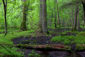 Obraz premium Springtime in wet stand of Bialowieza Forest