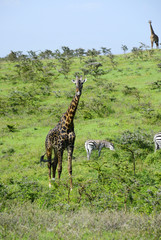 Giraffe on hillside of Africa © georgia.evans