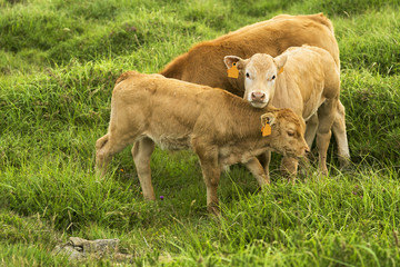 Obraz premium cows and calves grazing in the green mountains of Cape Ortegal, Galicia, Spain