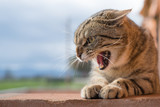 Gatto aggressivo